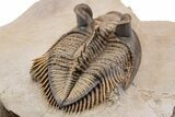 Stunning Erbenochile Trilobite with Hollardops - No Restoration! #334861-10